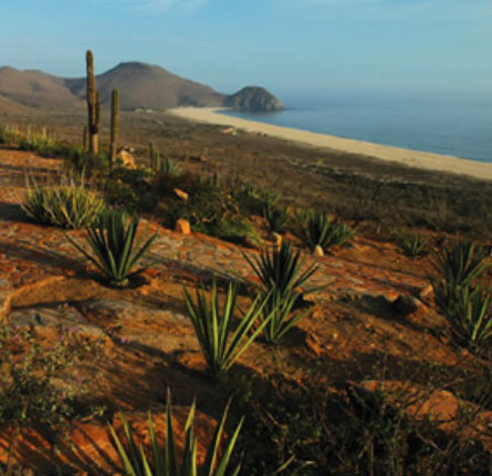 Desert meets Ocean